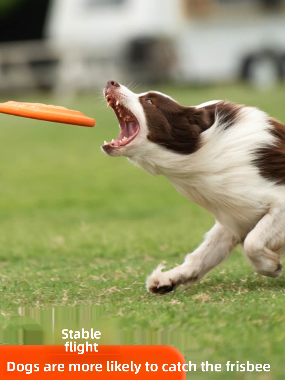 Diskus Terbang Anjing Lembut T - Flying Disc Dog Training Toy ulasan dan harga