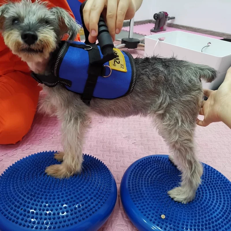 Produk mainan latihan rehabili - Flying Disc Dog Training Toy ulasan dan harga
