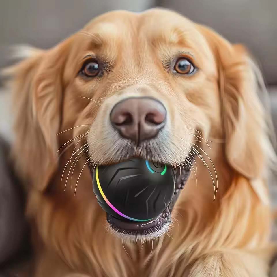 Bola Mainan Anjing Pintar Inte - Automatic Moving Dog Ball ulasan dan harga
