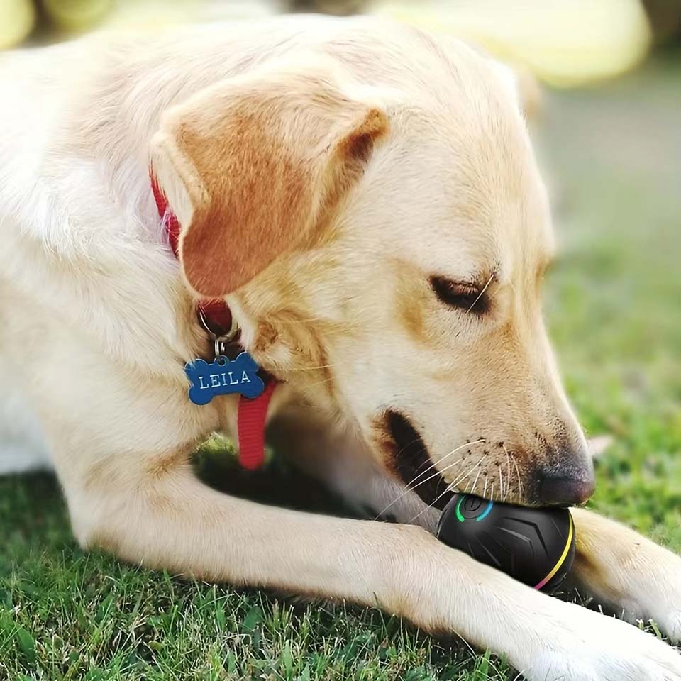 Bola Mainan Anjing Pintar Inte - Automatic Moving Dog Ball ulasan dan harga