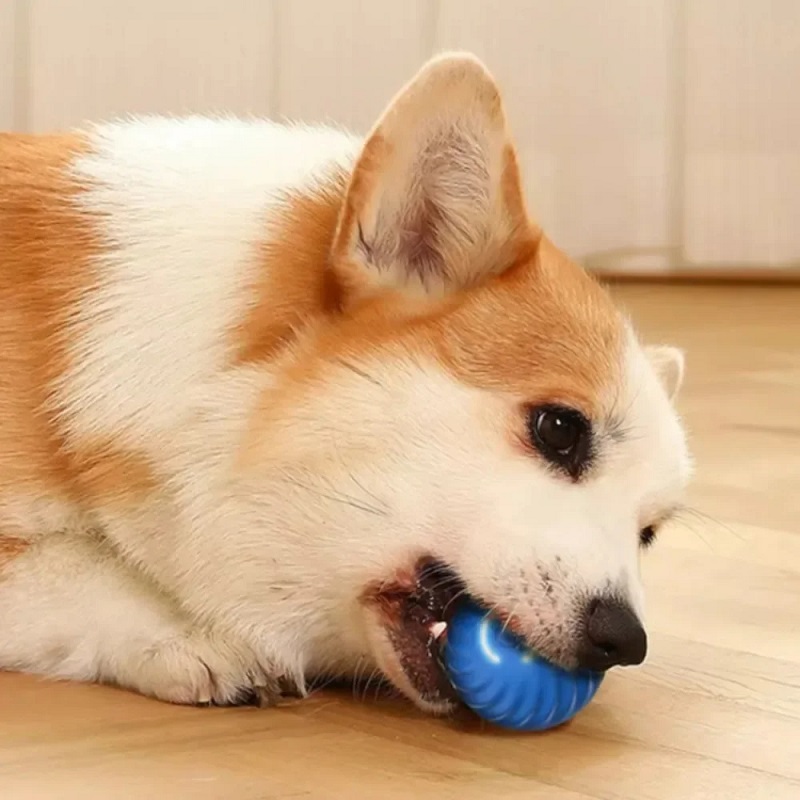 Bola Mainan Anjing Otomatis Be - Suction Cup Dog Tug Toy ulasan dan harga