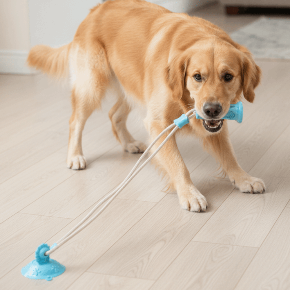 Mainan Anjing Anti Gigitan den - Suction Cup Dog Tug Toy ulasan dan harga