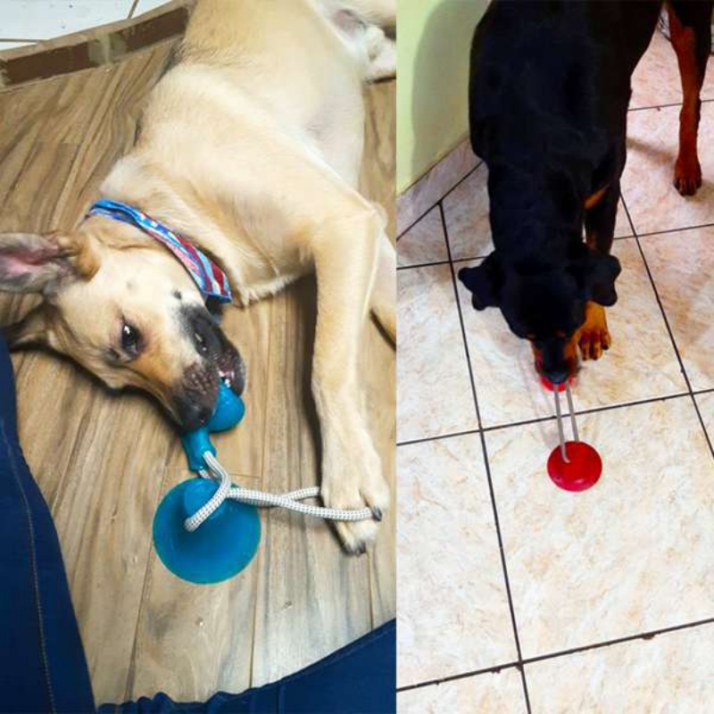 Mainan Tarik Anjing dengan Suc - Suction Cup Dog Tug Toy ulasan dan harga