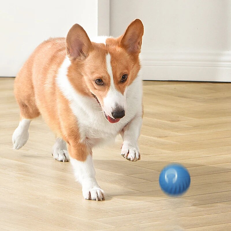 Mainan anjing bola lompat grav - Suction Cup Dog Tug Toy ulasan dan harga