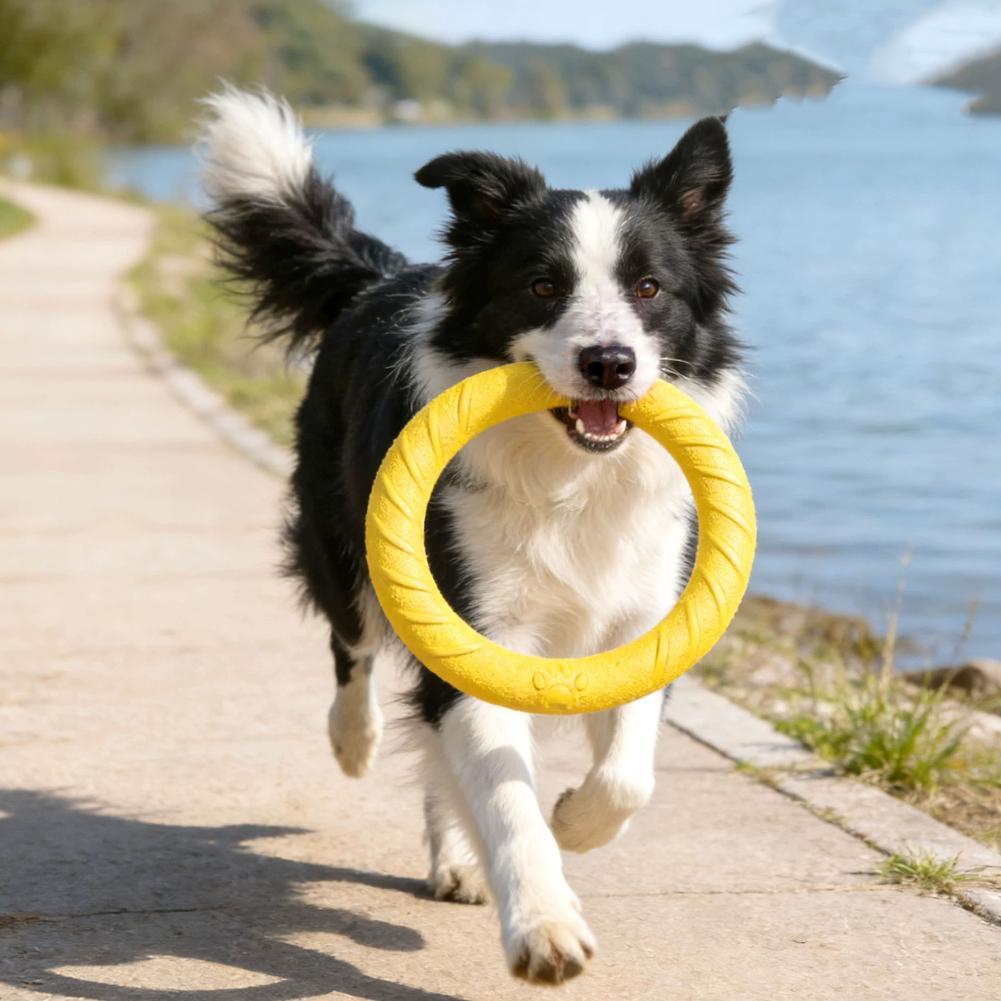 Mainan Cincin Anjing yang Taha - Suction Cup Dog Tug Toy ulasan dan harga